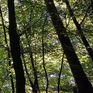 Holzarten für Parkett